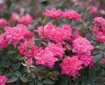 Double Pink Knock Out Rose, 1 gal by Brighter Blooms U126576