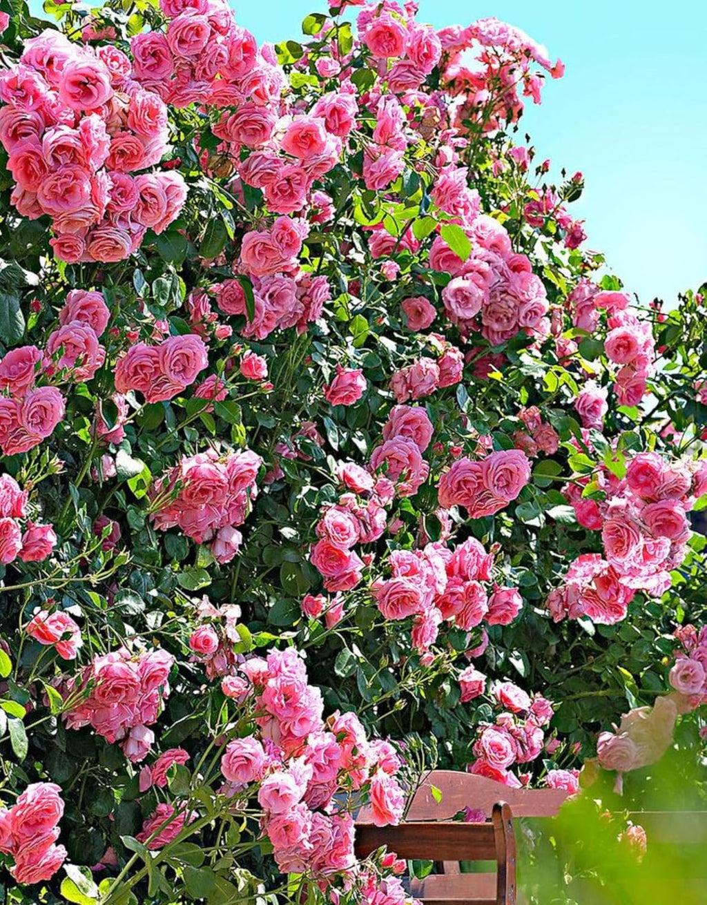 Pink New Dawn Climbing Rose Bush Live Plant, Starter Size 4 to 10 in Tall Z465