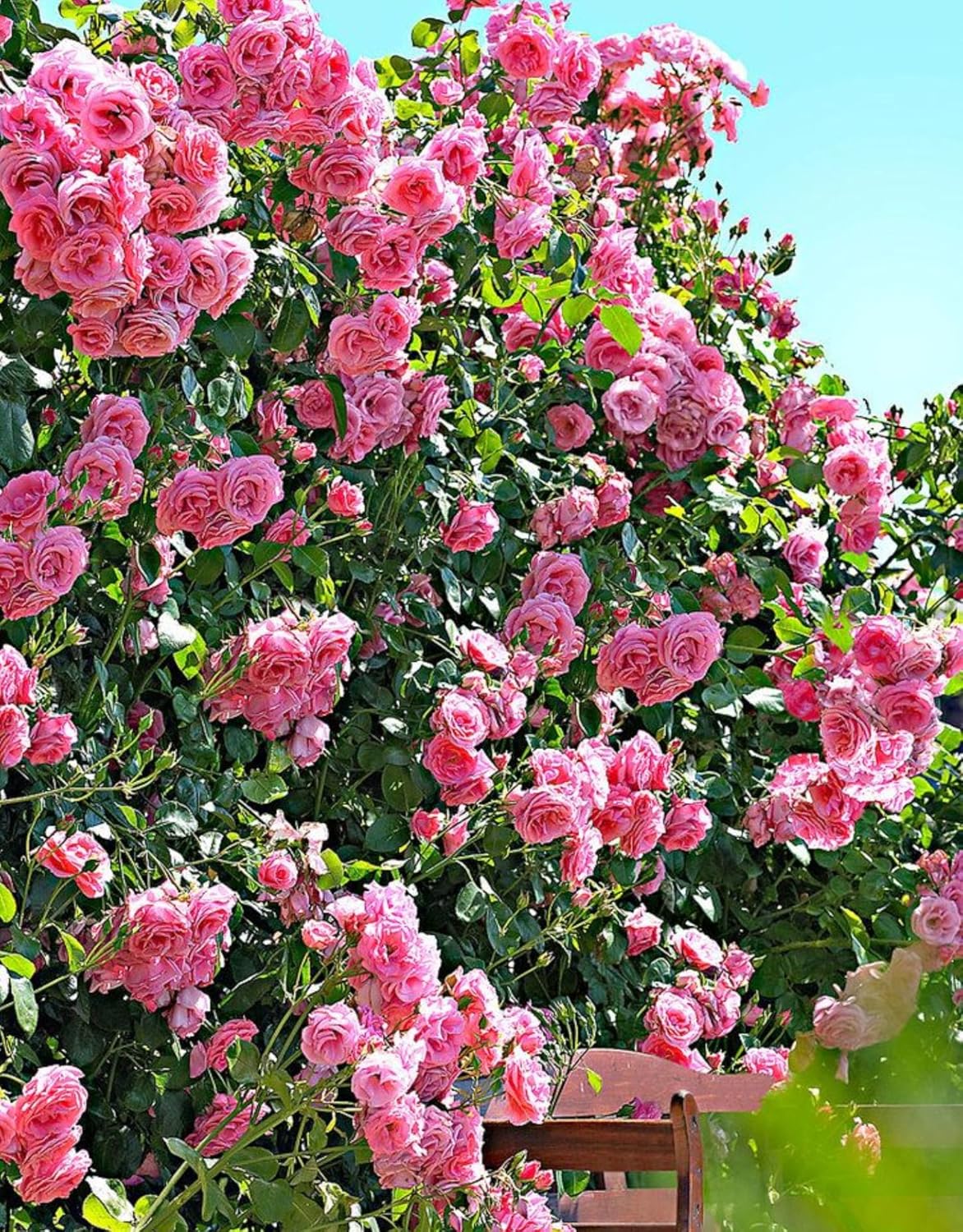 Pink New Dawn Climbing Rose Bush Live Plant, Starter Size 4 to 10 in Tall Z465