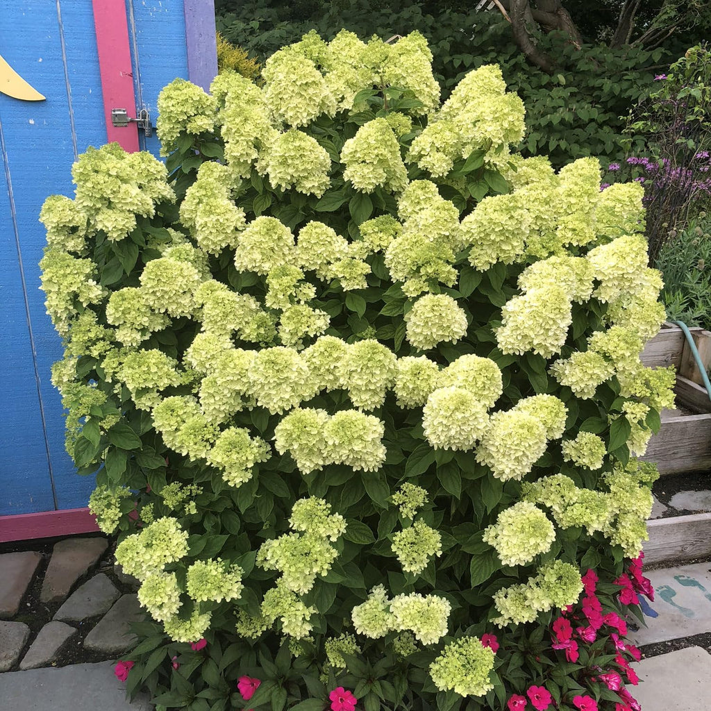 Little Lime Panicle Hydrangea Live Plant in Quart Pot T477399