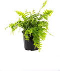 AMERICAN PLANT EXCHANGE Macho Giant Sword Fern 1 Gallon Live Plant, 6" Pot, Indoor Outdoor Air Purifier