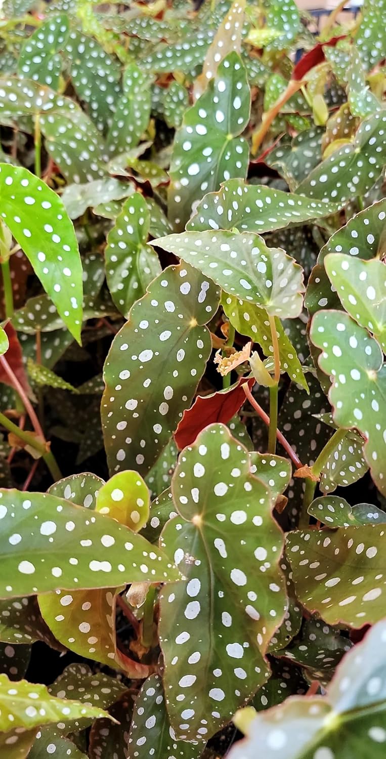 Begonia Maculata Angelwing in 4 Inch Nursery Pot by 3exoticgreen U361