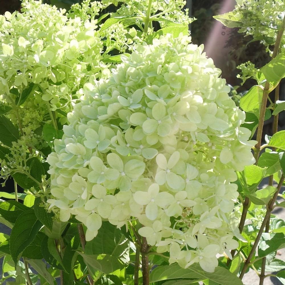 Little Lime Panicle Hydrangea Live Plant in Quart Pot T477399