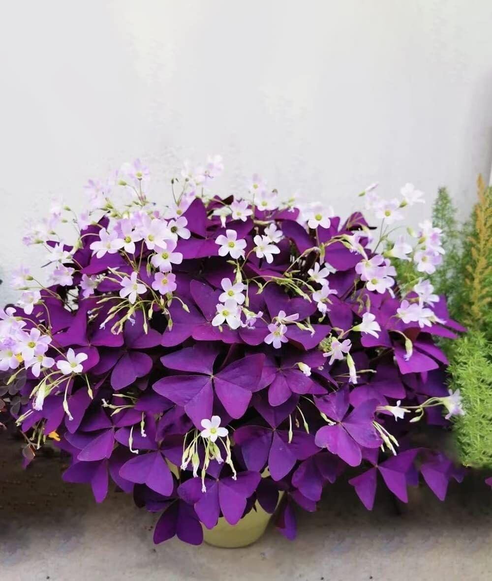 Oxalis Triangularis Purple Shamrocks - 10 Bulbs L556745