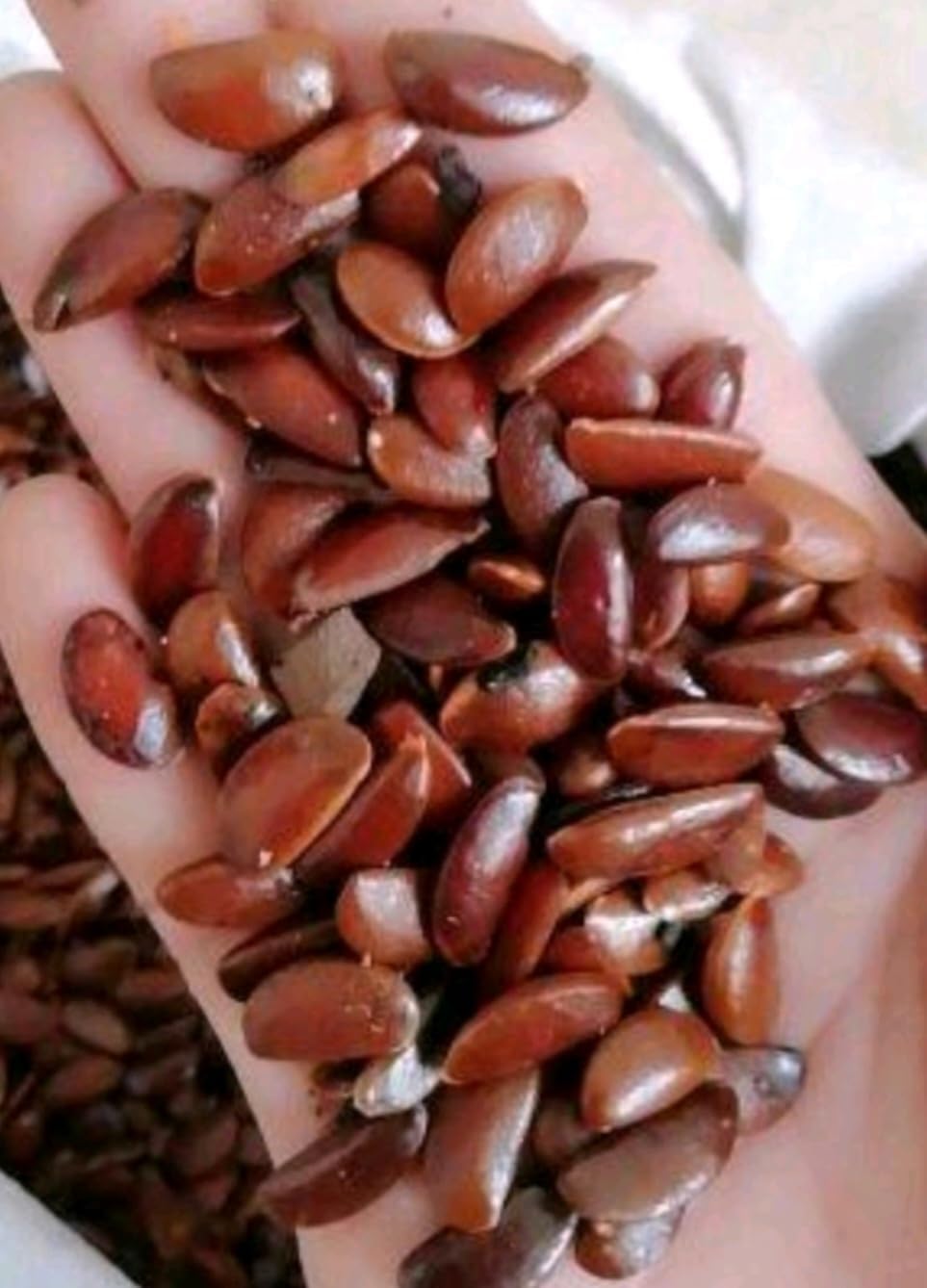120 Japanese Persimmon Seeds for Planting Outdoors Non GMO Heirloom Y159