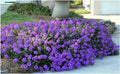 Moss Verbena - 50 + GROUNDCOVER Seeds - Creeping Perennial Purple Flower - USA