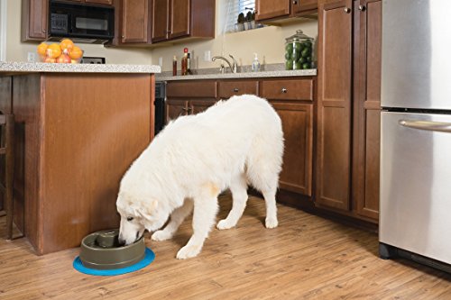 PetSafe Current Circulating Dog and Cat Water Fountain, Forest, Medium, 80 oz. N219666