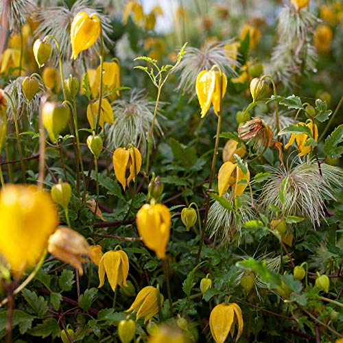 Outsidepride 1000 Seeds Perennial Clematis Climbing Vine K152