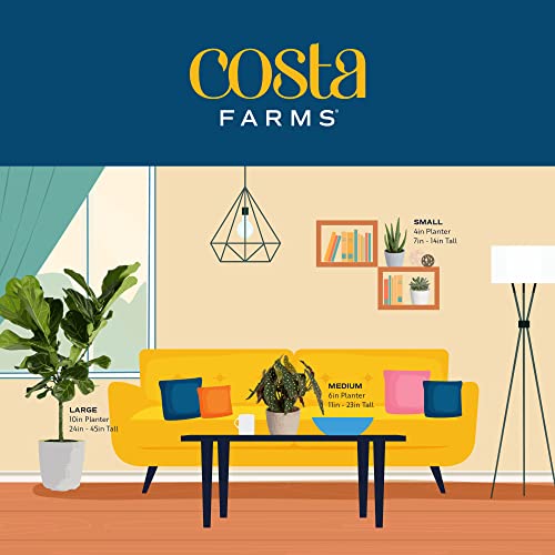 Costa Farms Mini Live Succulents Echeveria Houseplant in Stone Planter Pots, 4-Inches Tall (2-Pack) L10267