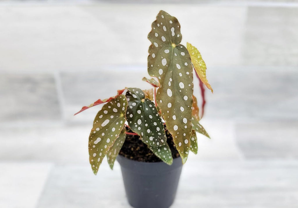 Begonia Maculata Angelwing in 4 Inch Nursery Pot by 3exoticgreen U361