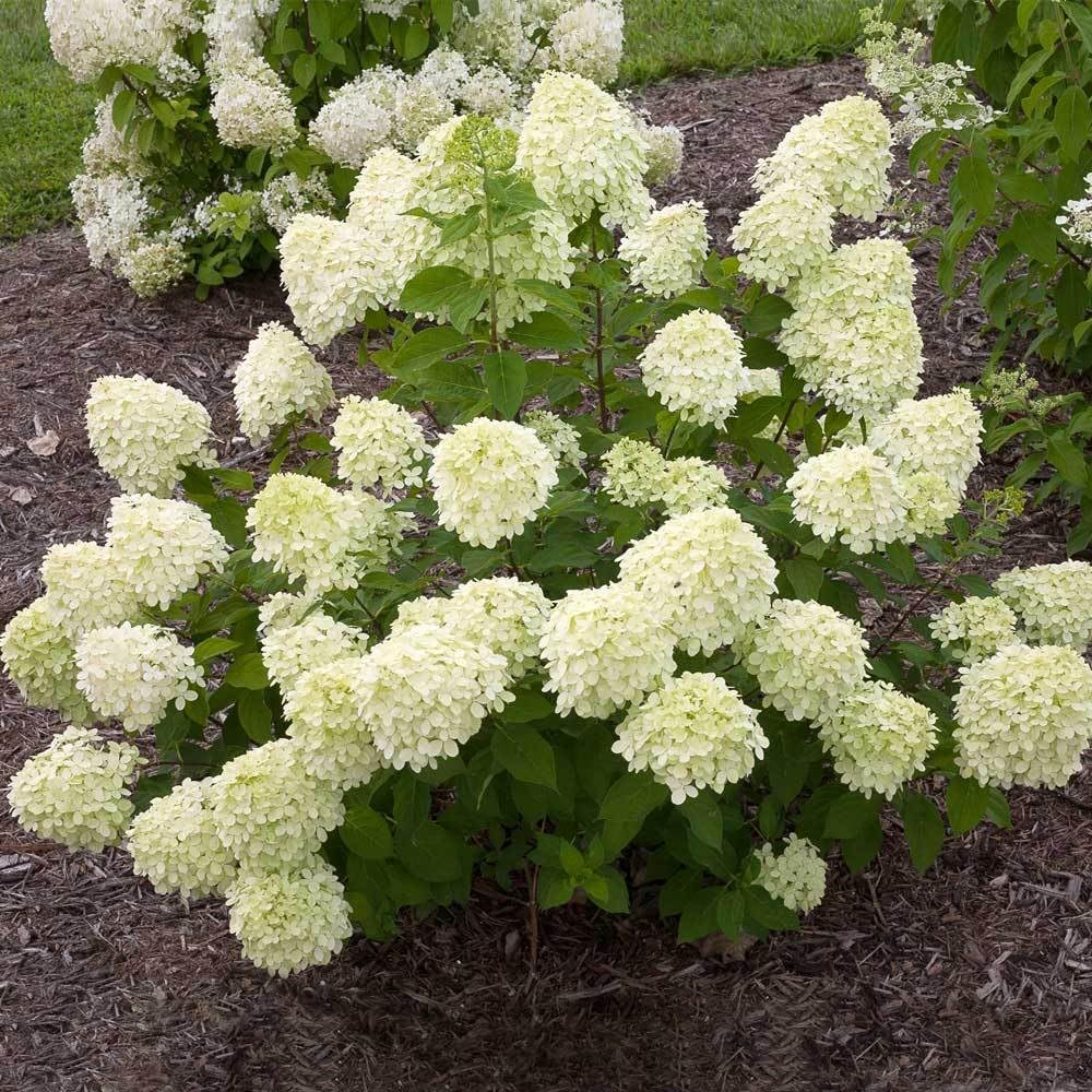 Little Lime Panicle Hydrangea - 6-10"" in Height, Live Plant in Quart Pot, Green, Pink, White