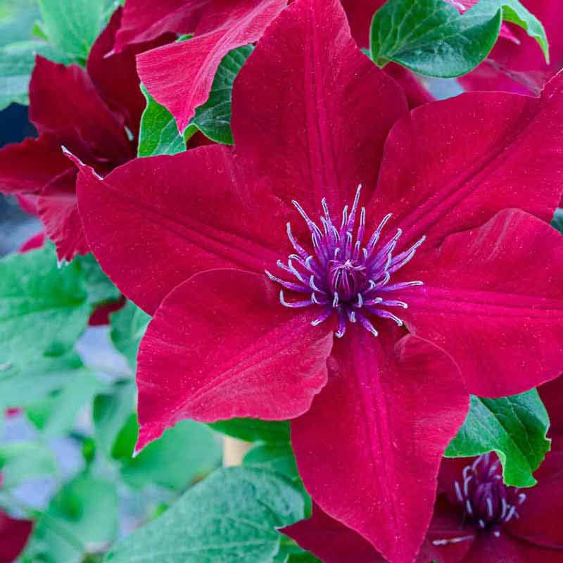 Clematis Vine Plant Live, Red, 4-6 Inch Tall, 2.5 Inch Pot V3762