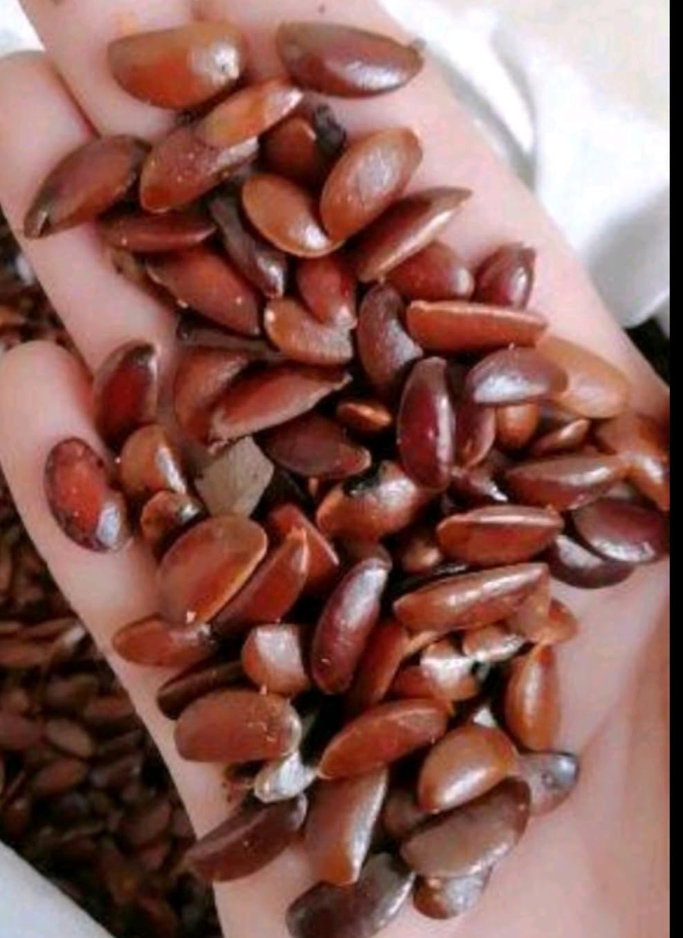 120 Seed Japanese Persimmon Seeds for Planting Outdoors Non GMO Heirloom Fruit Tree