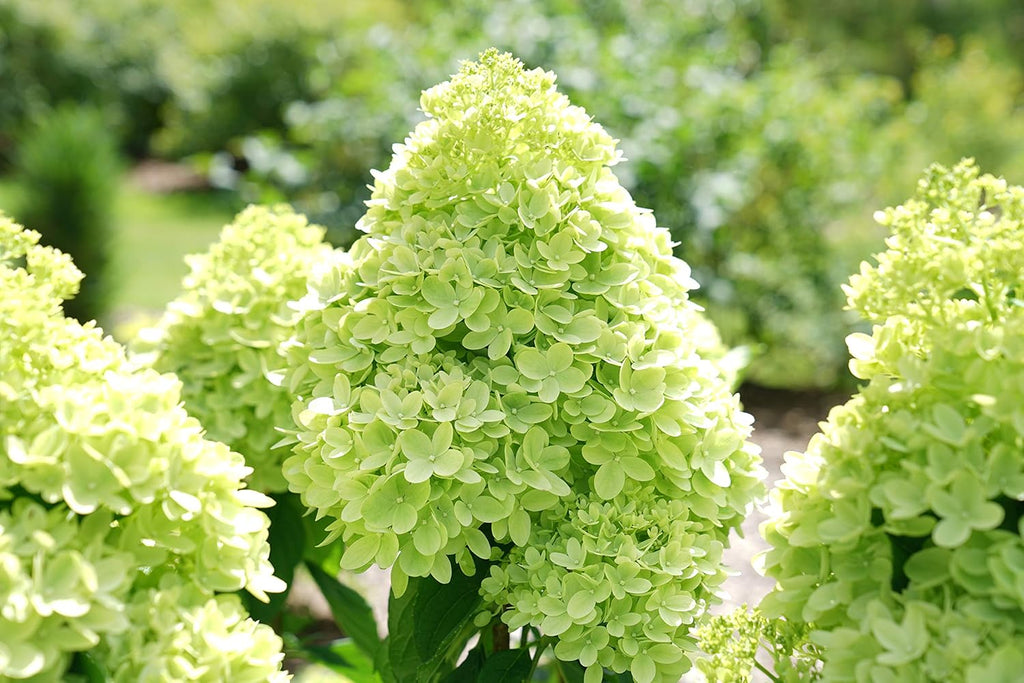 Proven Winners Hydrangea Limelight & Little Lime Panicle Shrub Bundle, 2 Gal Q94728