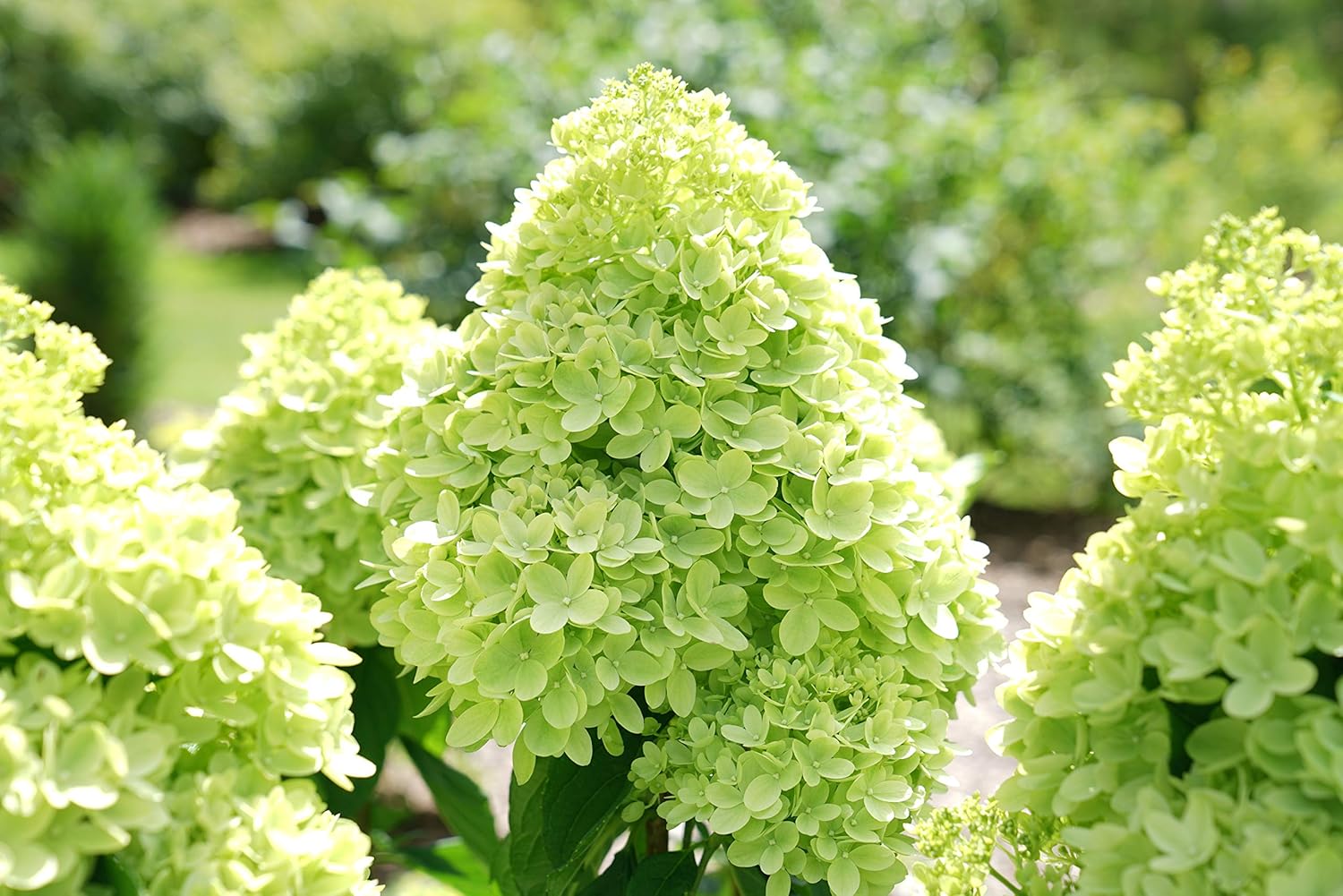Proven Winners Hydrangea Limelight & Little Lime Panicle Shrub Bundle, 2 Gal Q94728