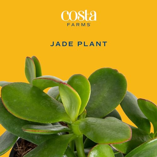 Costa Farms Mini Live Succulents Echeveria Houseplant in Stone Planter Pots, 4-Inches Tall (2-Pack) L10267