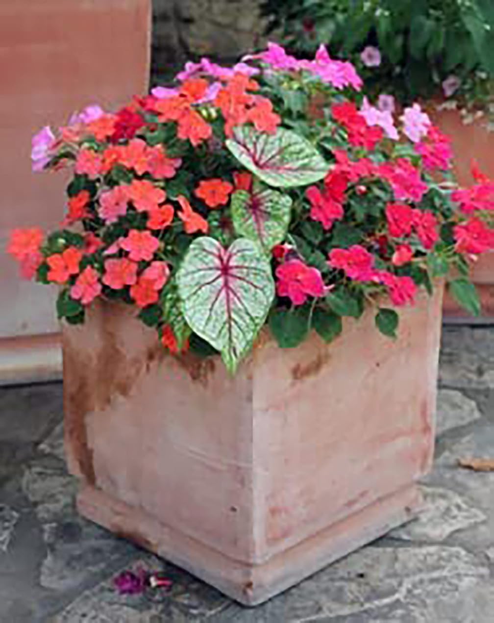 Kathleen Caladium Large Size Root K483