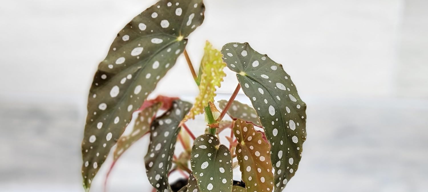 Begonia Maculata Angelwing in 4 Inch Nursery Pot by 3exoticgreen U361