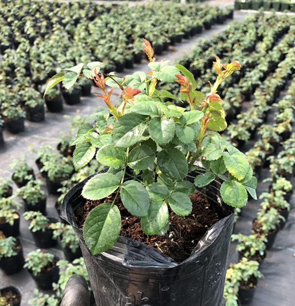 Dark Red Stripes Rose Bush Live Plant Outdoor Garden J946