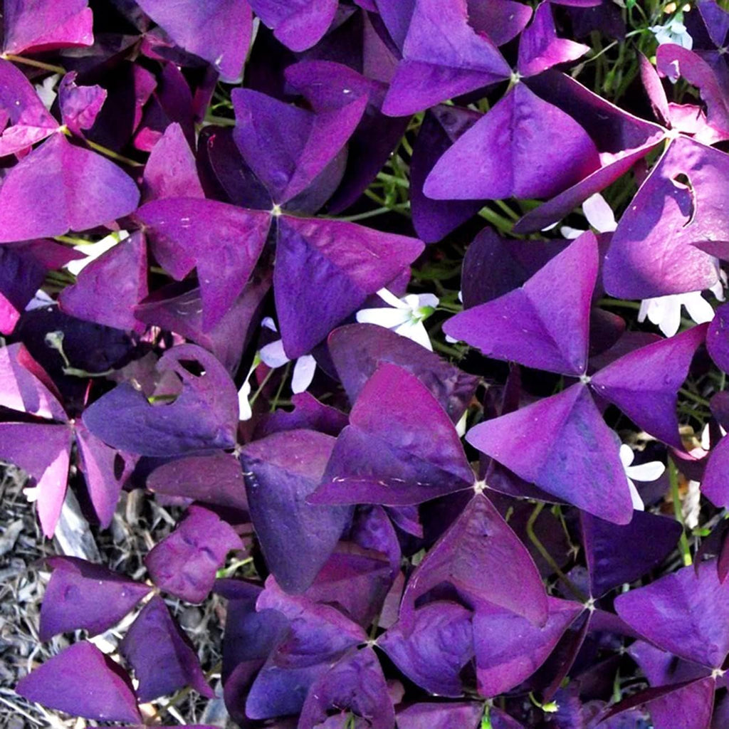 Purple Shamrocks Oxalis Triangularis Bulbs for Planting Indoors or Outdoors D959405