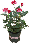 Rose Plants Live Ready to Plant Outdoors Seedlings,Dark Red Stripes Rose Bush,Multi Colours Rose Hedging,Home Garden Yard Decor Blooms,Easy Planting (1 Plant ,No Pot Include)