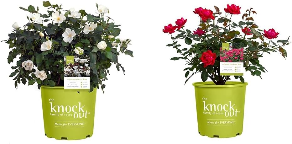 1 Gallon Knockout White Rose and Knockout 'Double Rose, 1 Gallon, Cherry Red Plant Bundle