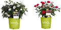 1 Gallon Knockout White Rose and Knockout 'Double Rose, 1 Gallon, Cherry Red Plant Bundle