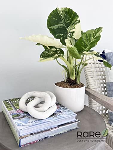 Alocasia Dawn Variegated Live Plant 18-24 in. Tall in Grower Pot Q7168