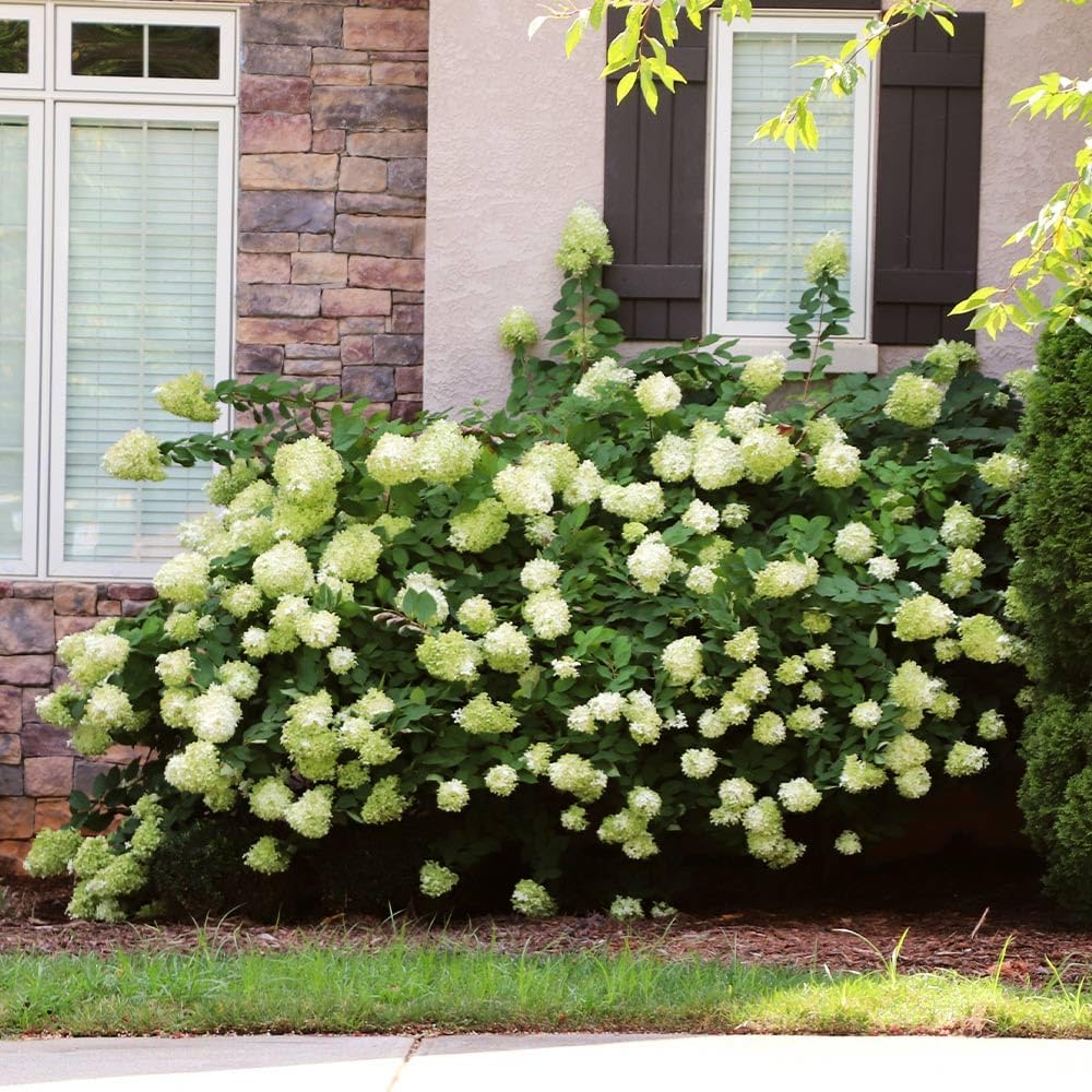 Little Lime Panicle Hydrangea Live Plant in Quart Pot T477399