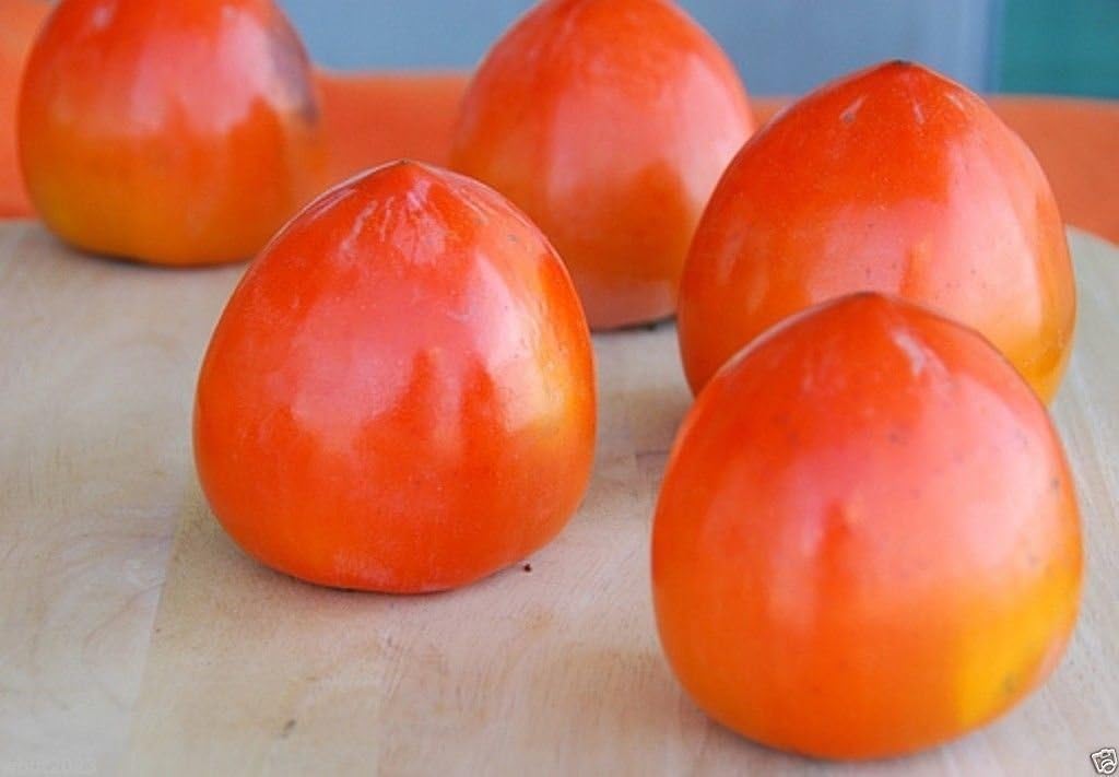 Japanese Persimmon Fuyu Asian Persimmon Tree Seeds (25) T349903