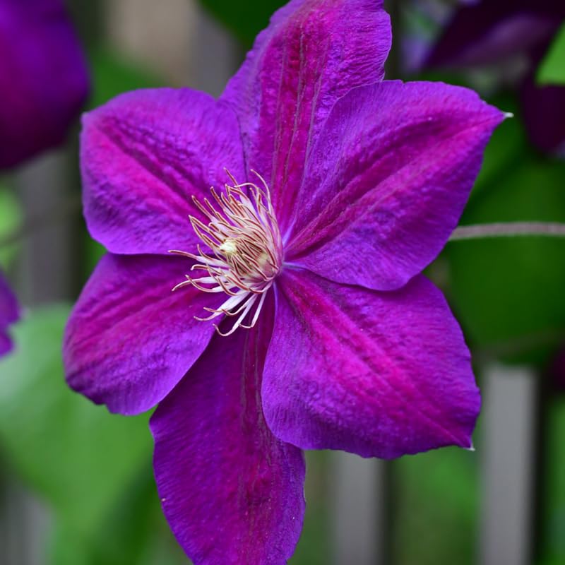 Dark Red Purple Clematis Vine Plant, Clematis Vine Plants Live in 2.5 Inch Pot, Dark Purple Flower Clematis Plants, Perennial Clematis Vine Plant, Climbing Clematis Plants Live for Outdoor Garden