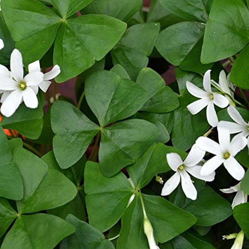 Oxalis Triangularis 'Purple Shamrocks' Plant Bulbs (20 Pack) K6758