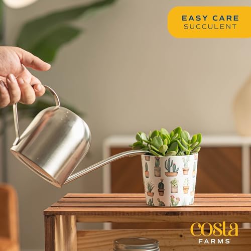 Costa Farms Mini Live Succulents Echeveria Houseplant in Stone Planter Pots, 4-Inches Tall (2-Pack) L10267