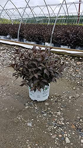 Proven Winners Weigela Florida Spilled Wine Shrub, Pink Flowers, #3 Container E391547