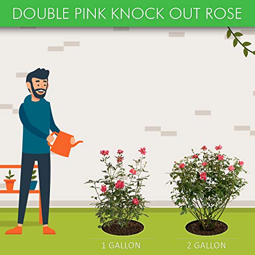 Double Pink Knock Out Rose, 1 gal by Brighter Blooms U126576