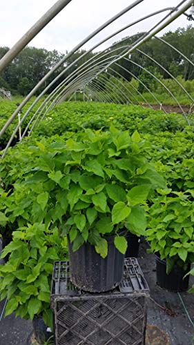 Hydrangea arb. 'Annabelle' Smooth Hydrangea Shrub, White Mophead Flowers, #3 Container F484907