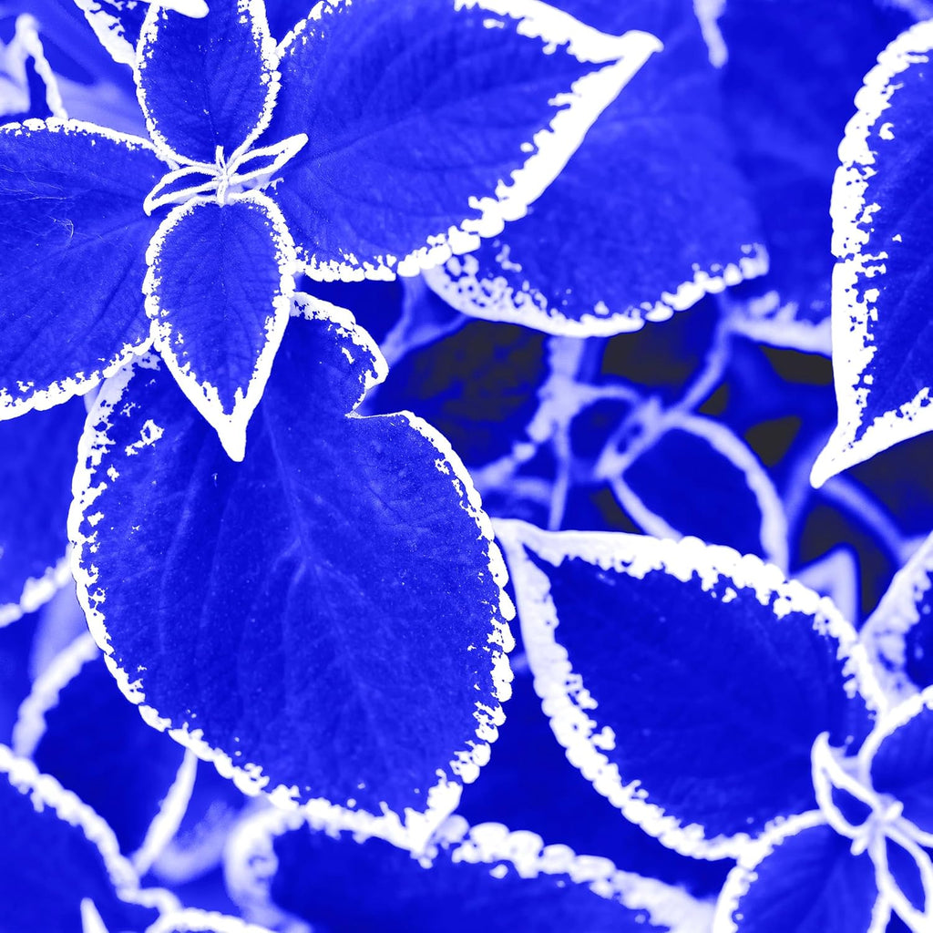 Coleus Seeds for Planting 30pcs Non-GMO Perennial Outdoor Garden S728761