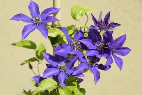 Clematis Vine Plant Live, 4-6 Inch Tall, Perennial Lavender Purple J59430
