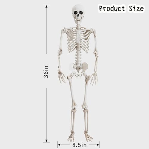 5.4 ft Posable Halloween Skeleton Decoration with Movable Joints L910930