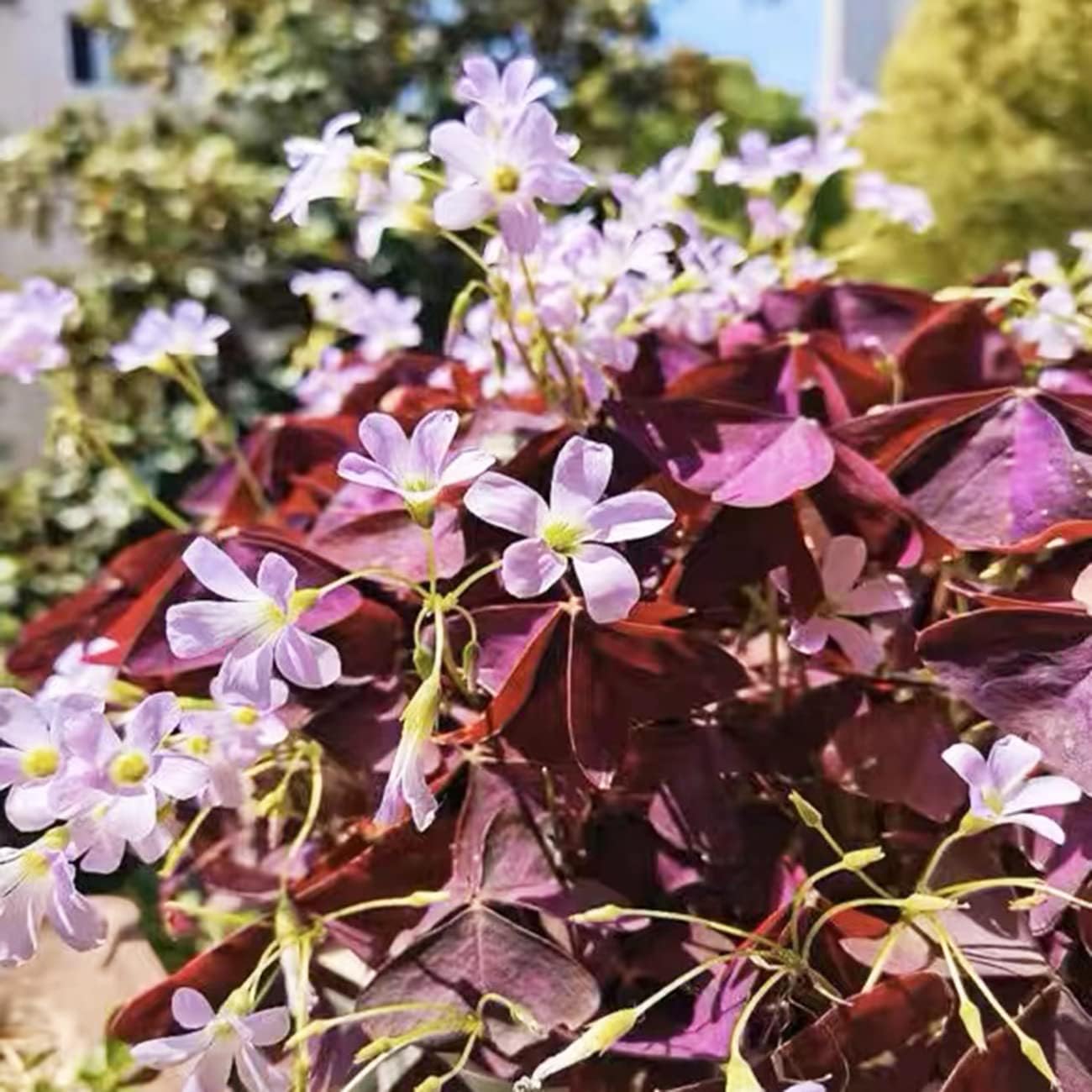 Purple Shamrocks Oxalis Triangularis Bulbs for Planting Indoors or Outdoors D959405
