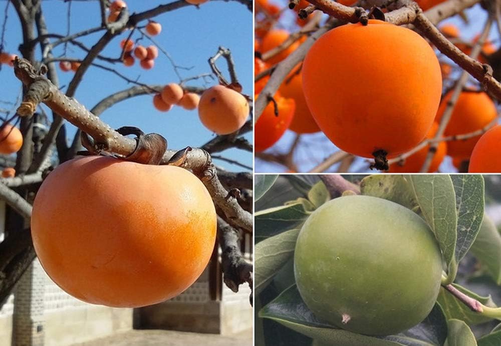 10+ Persimmon Tree Diospyros Hachiya Fruit Seeds Tall Potted Plant Great Tasting Fruit
