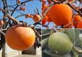 10+ Persimmon Tree Diospyros Hachiya Fruit Seeds Tall Potted Plant Great Tasting Fruit