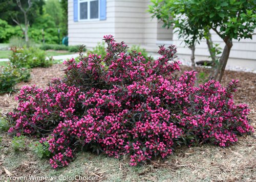 Proven Winners Weigela Florida Spilled Wine Shrub, Pink Flowers, #3 Container E391547