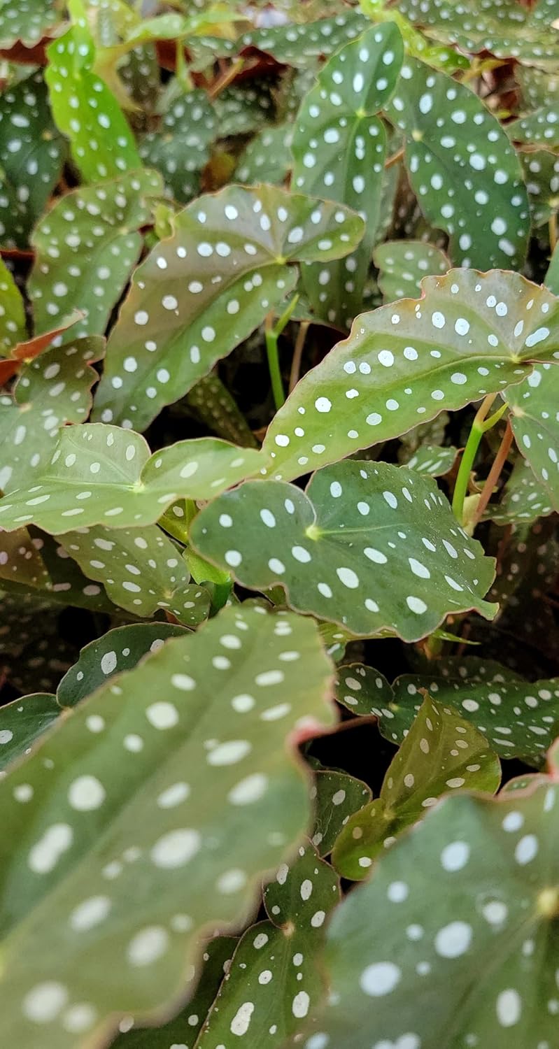 Begonia Maculata Angelwing in 4 Inch Nursery Pot by 3exoticgreen U361