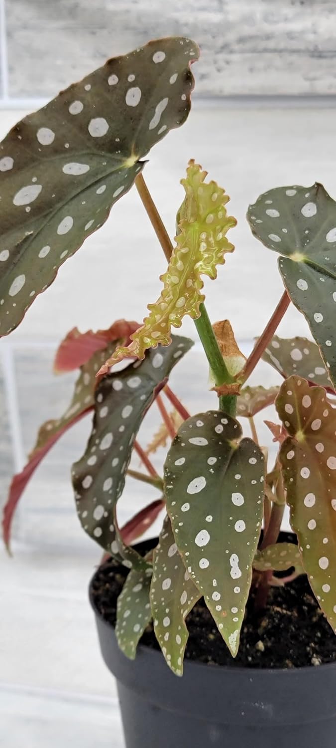 Begonia Maculata Angelwing in 4 Inch Nursery Pot by 3exoticgreen U361