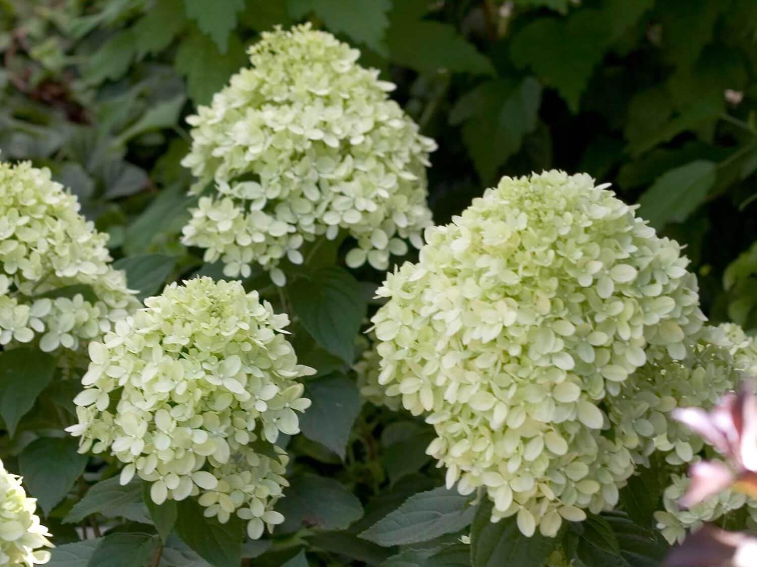 Little Lime Panicle Hydrangea Live Plant in Quart Pot T477399